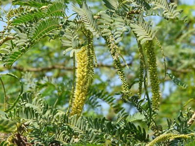 Scientist creates nutritional animal feed from Mathenge plant