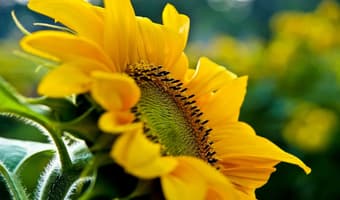 Farmer group turns sunflower into a Sh80million yearly earning