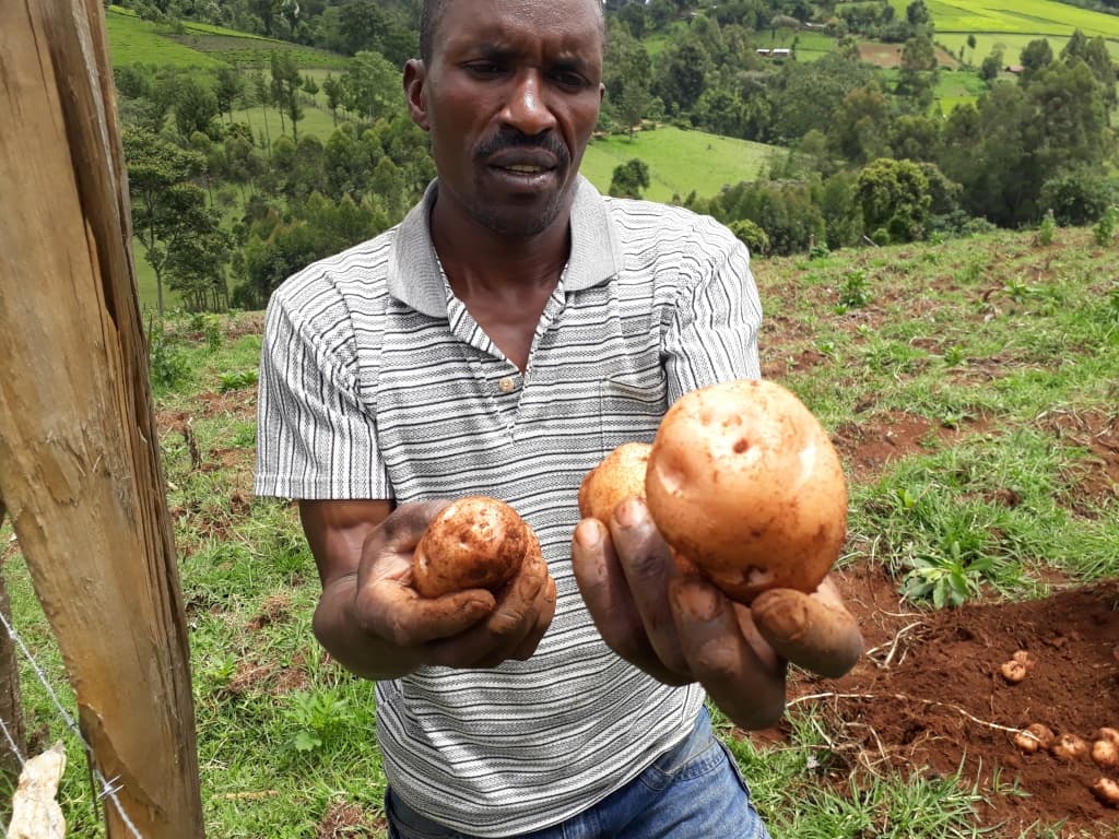 Potato farmers opt for free seeds from food processing companies despite its risks