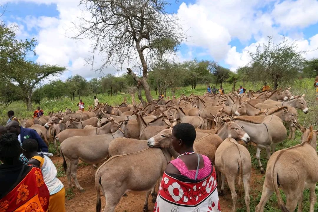 Three hundred and fifty donkeys vaccinated against rabies in Kajiado
