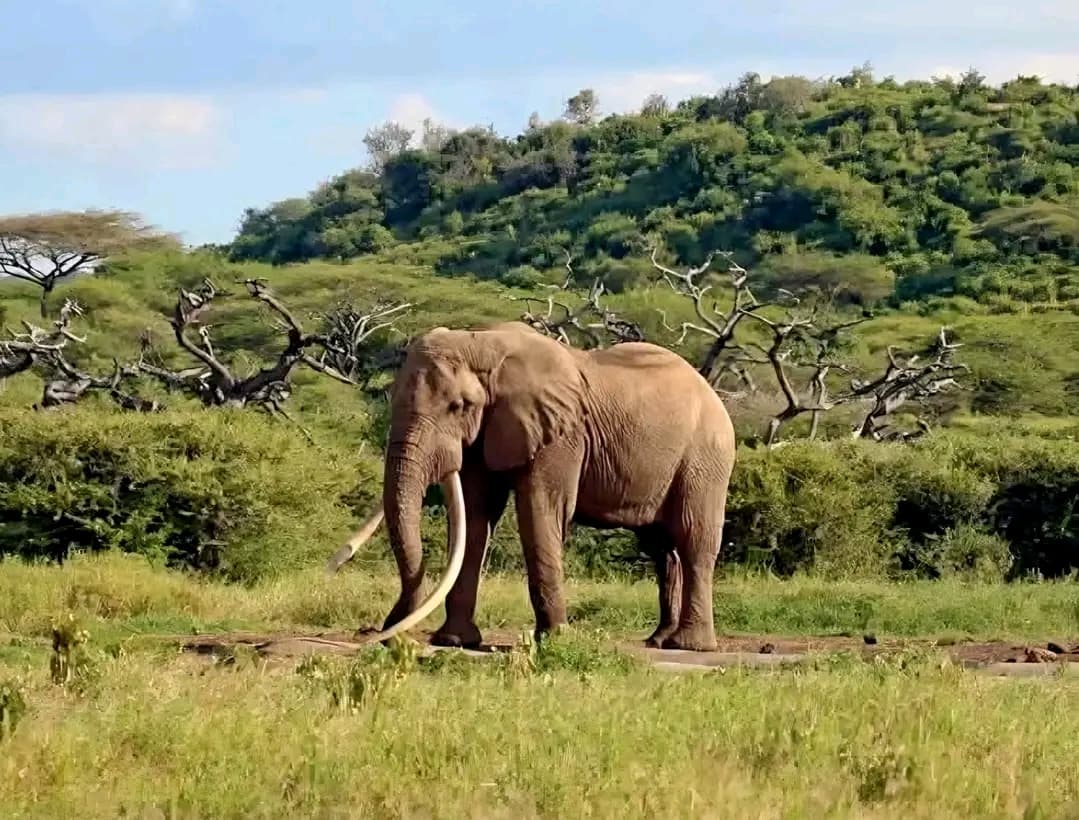 Kenya loses iconic super tusker ‘One Ton’ to natural causes