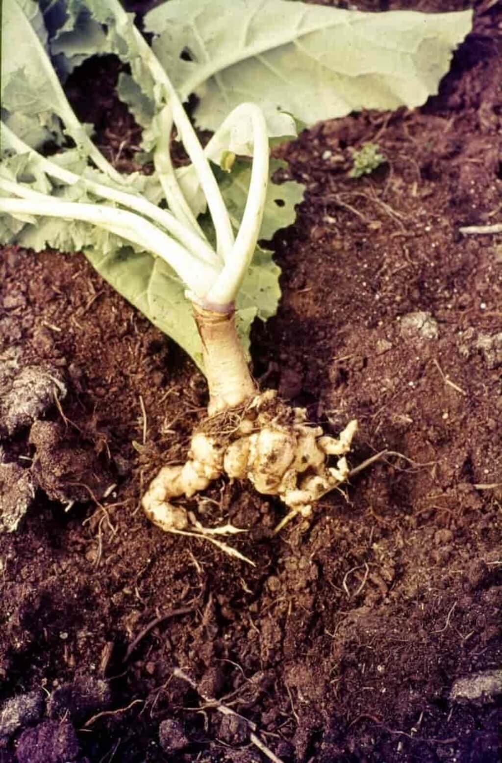Farmers rescue sukuma wiki from yield-slashing, 20-year soil disease