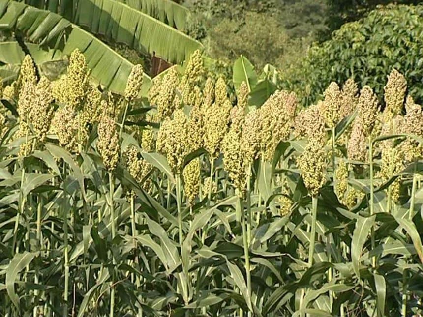 Meru farmer earns Sh250,000 from sorghum farming