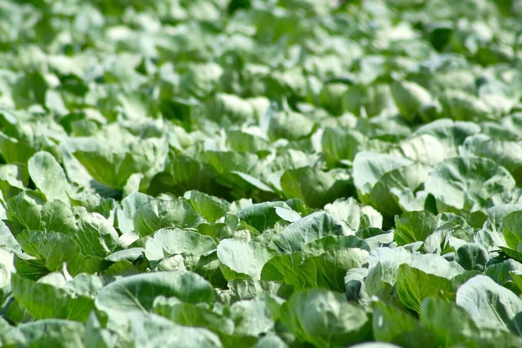 Free human waste offers top-grade fertiliser replacement