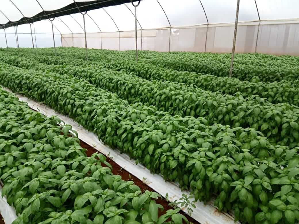 Israel-Gaza war leads to increased demand, record prices for Kenyan herb farmers