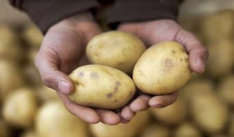 Choosing the right variety of potatoes scales up farmer’s income