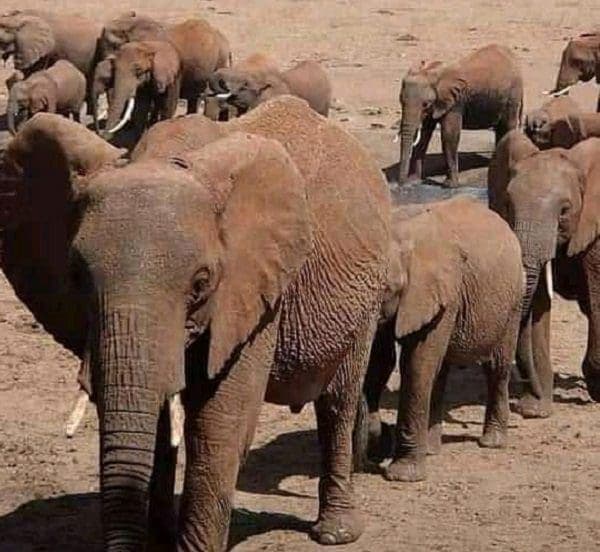 Exciting Project: Elephants’ Historic Move to Kenya
