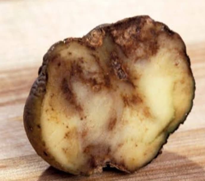 Blight wipes out Nyandarua potatoes after pesticide ban