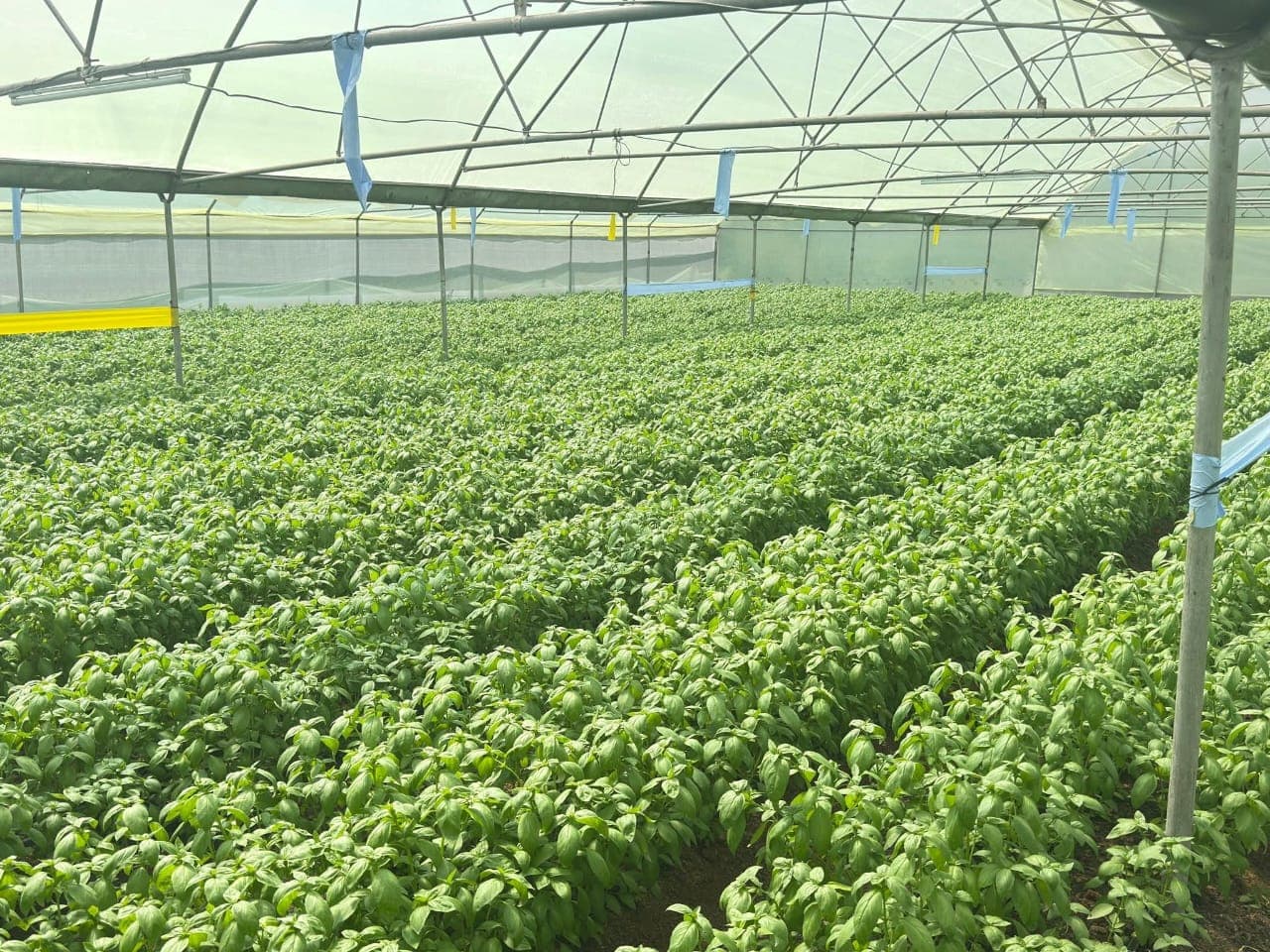 Kirinyaga herb farmer earns 5x more by registering as an exporter