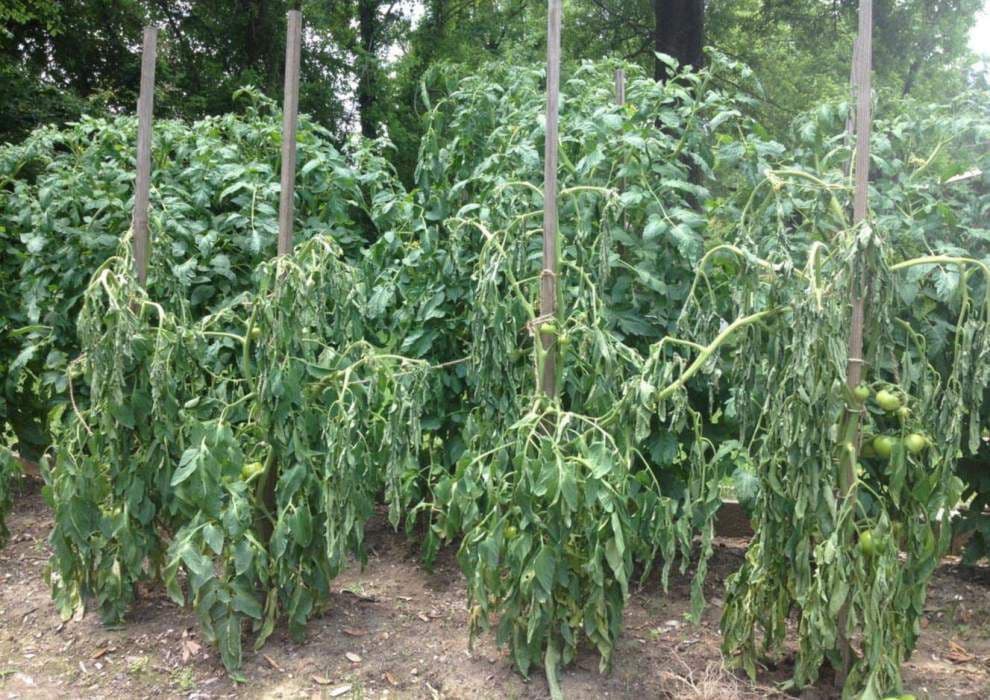 Bayer East Africa launches new wilt resistant tomato variety