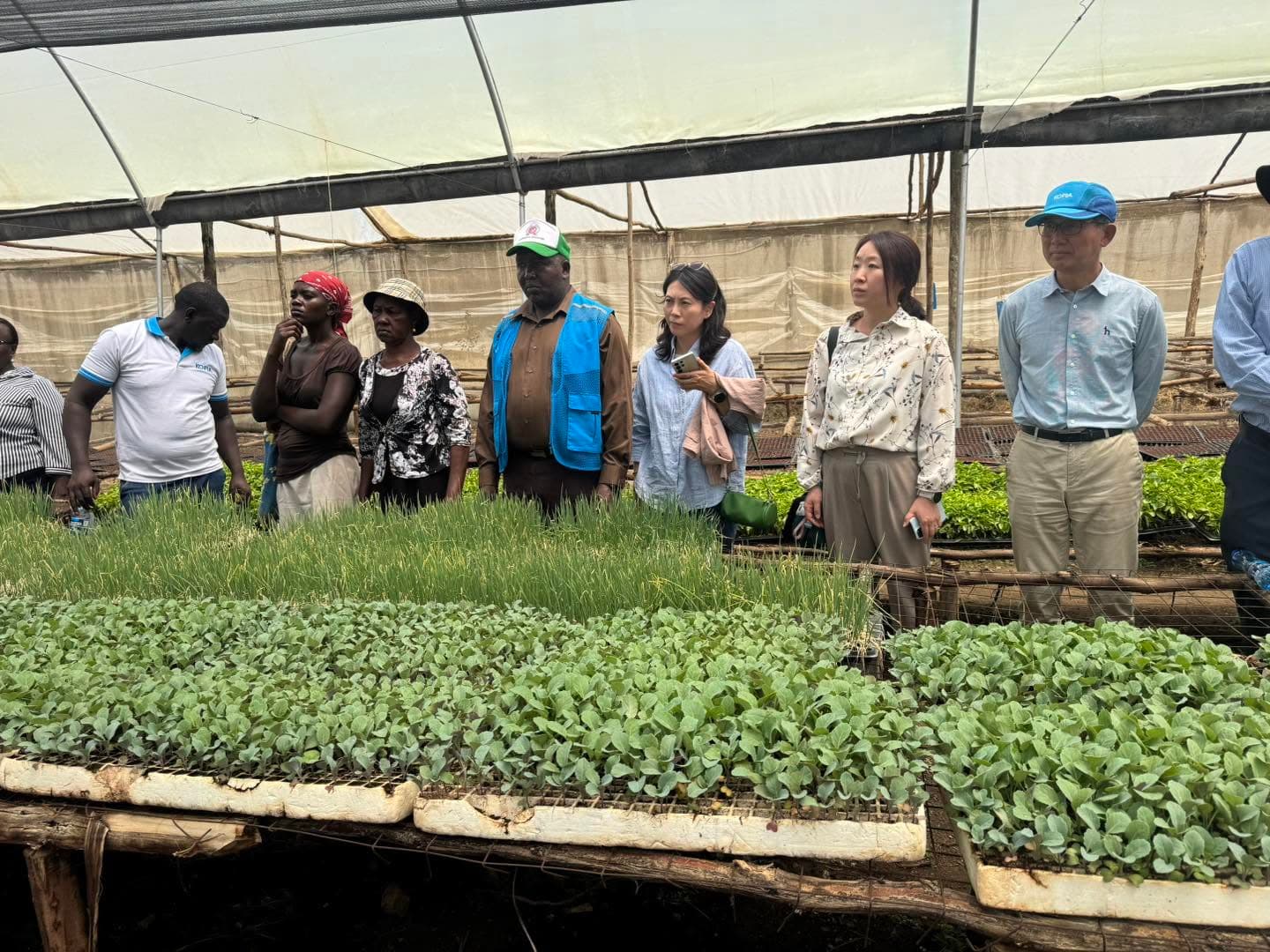 Kiambu tomato farmers trained on grafting technology to boost yields