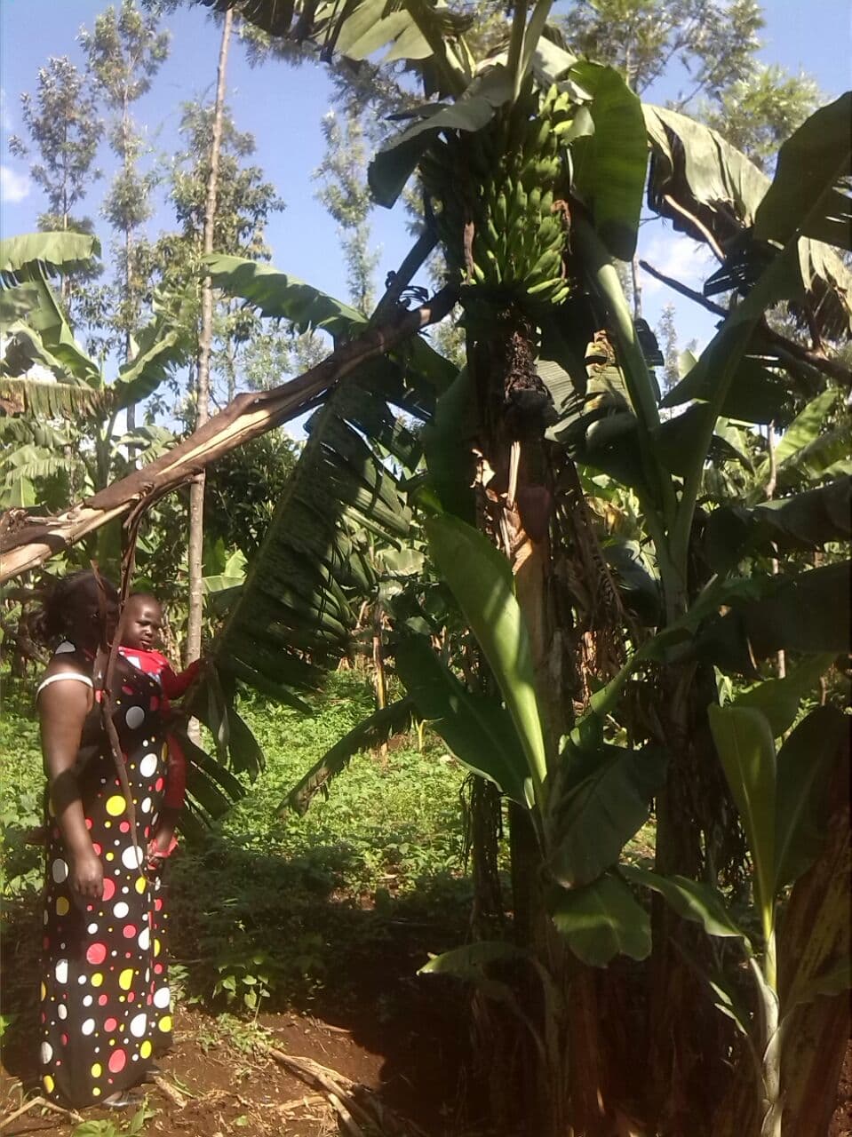 Banana farmers find value in neem as botanical pesticide against black weevil