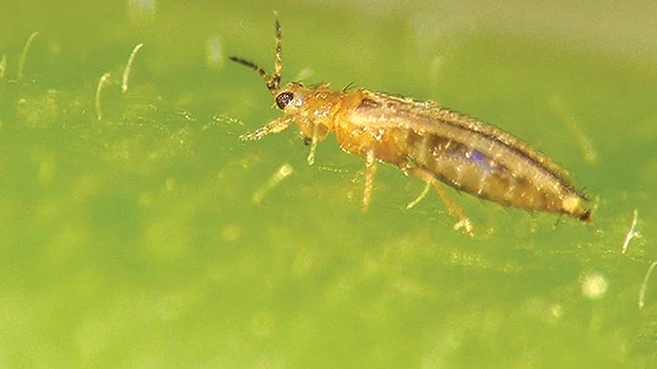 Basil farmer fends off EU rejections on thrips by pre-plant spraying