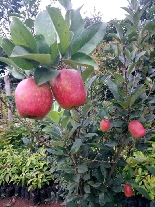 Seedlings nursery introduces drought tolerant apples for low rainfall areas