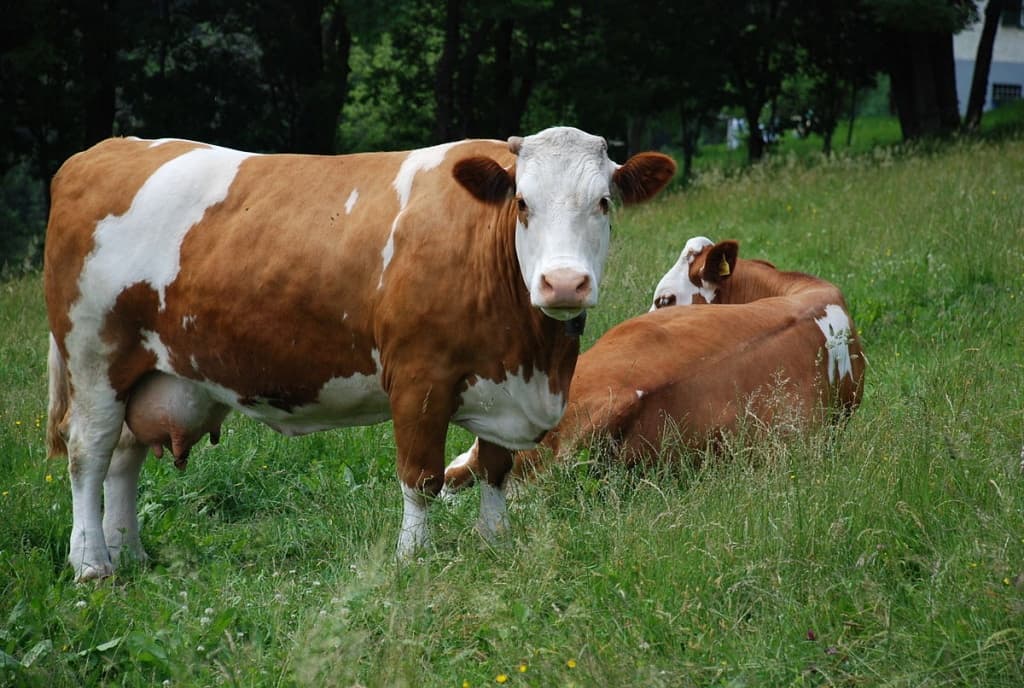 Dual purpose Fleckvieh cow offers mastitis resistance & improved production