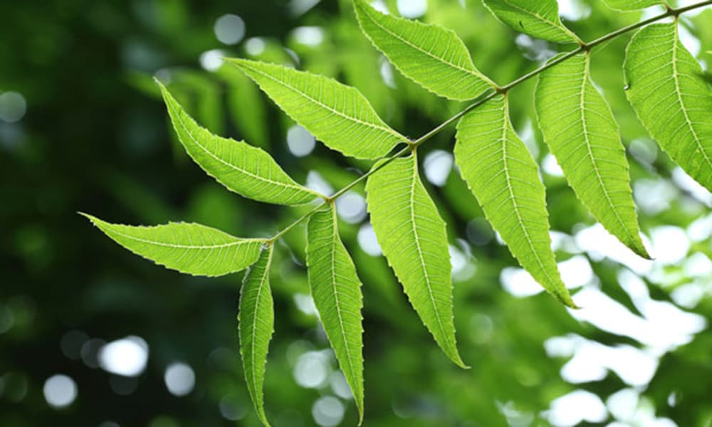 Powerful neem for pest control and soils can poison bees and livestock
