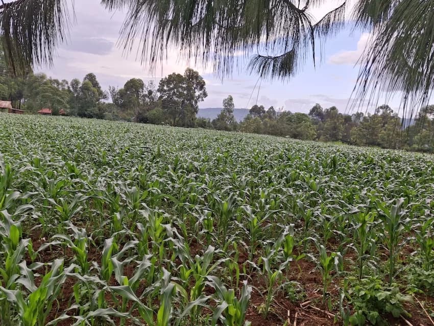 Two Kenyan Innovators Selected For Google Startups Initiative