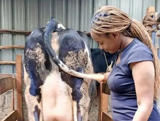 Farmer builds a profitable dairy enterprise with three cows