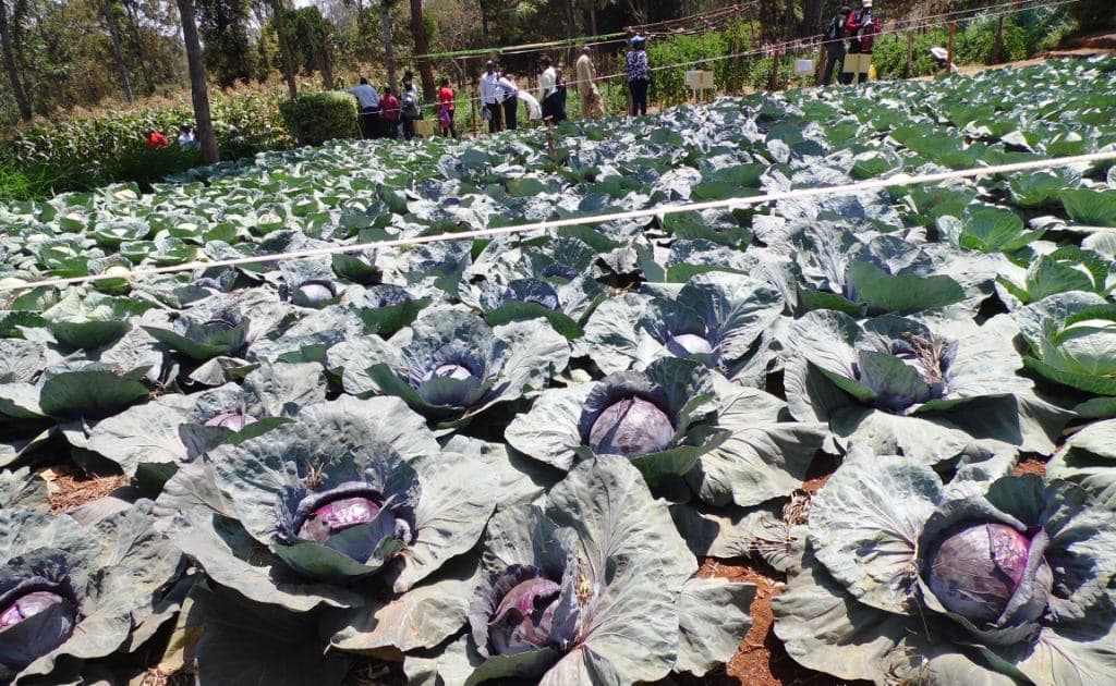 Low supply triples cabbage cost in Mombasa