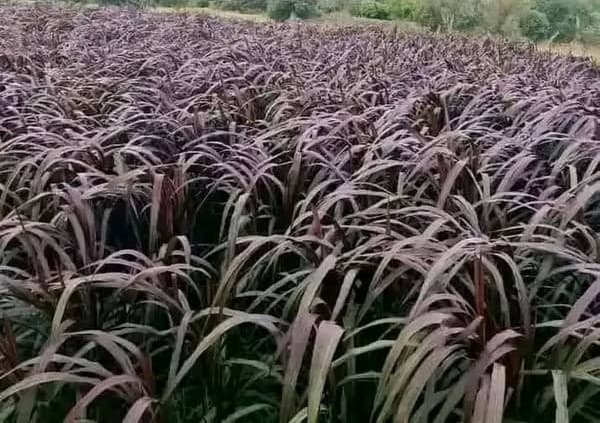 Australian Red Napier: How this hybrid fodder is revolutionizing dairy farming in Kenya