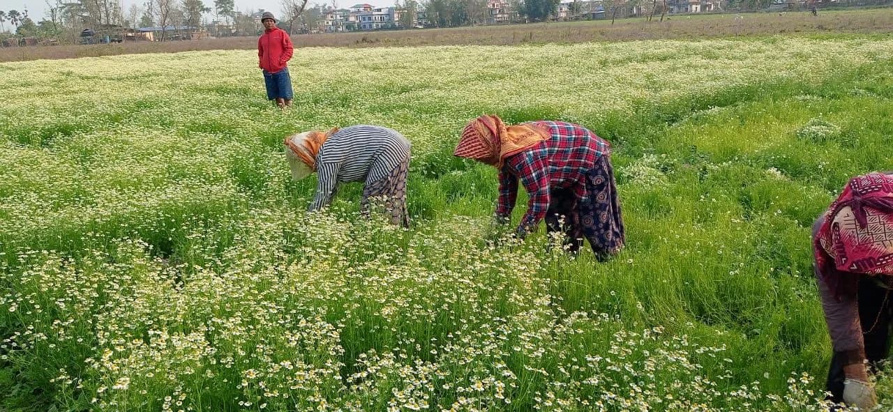 Chamomile farming: How farmers are secretly making money from this eight-week herb