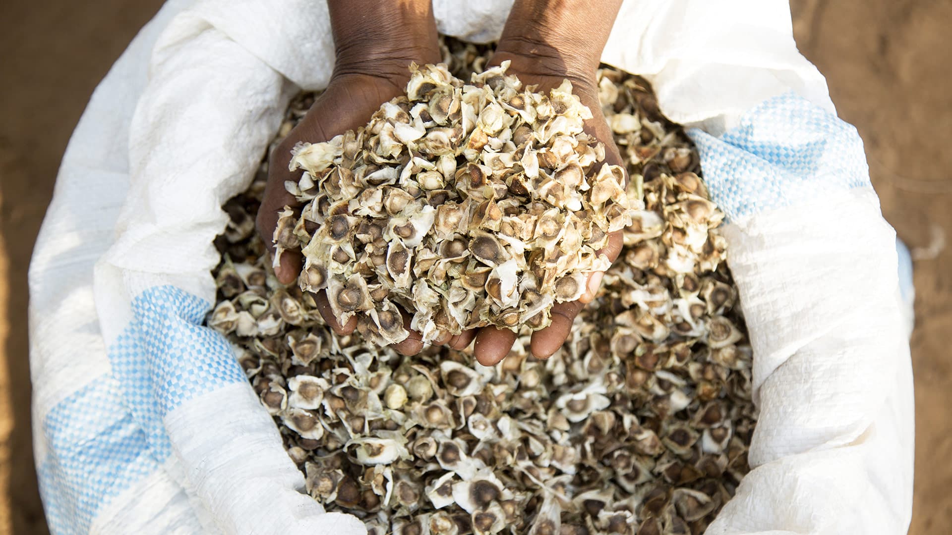 Technology centre adding value to underutilized plants boosting Kenyan smallholder farmers’ income
