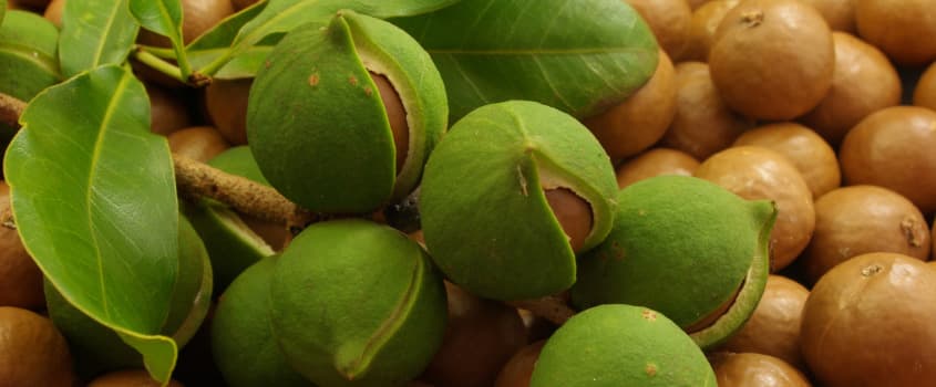 Kenya Nut Processors to create new laws to shield macadamia farmers from the nuts’ theft
