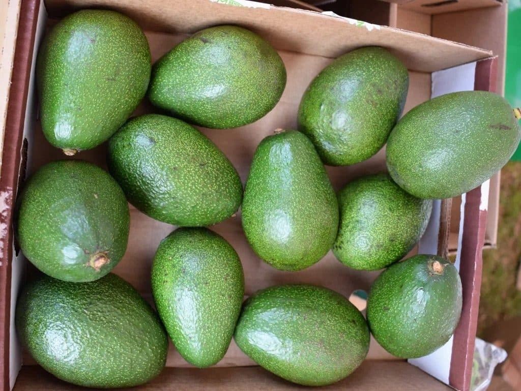 AFA suspends Avocado shipments season from October