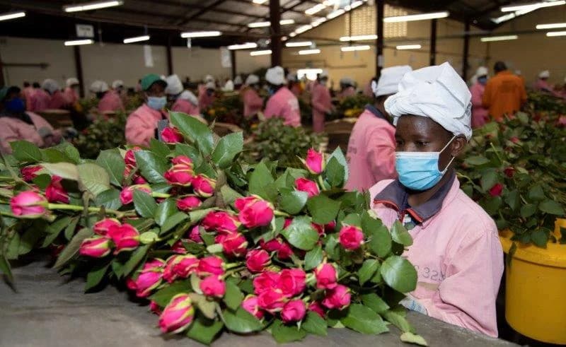 Kenyan Flower Exports Under Pressure as Freight Costs Rise