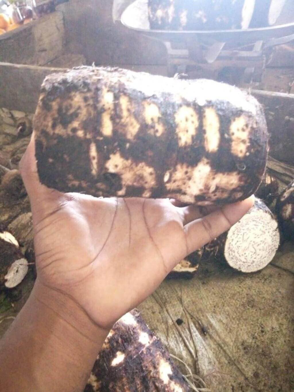 Mumias arrowroot farmer adopts value addition to improve earnings & provide employment