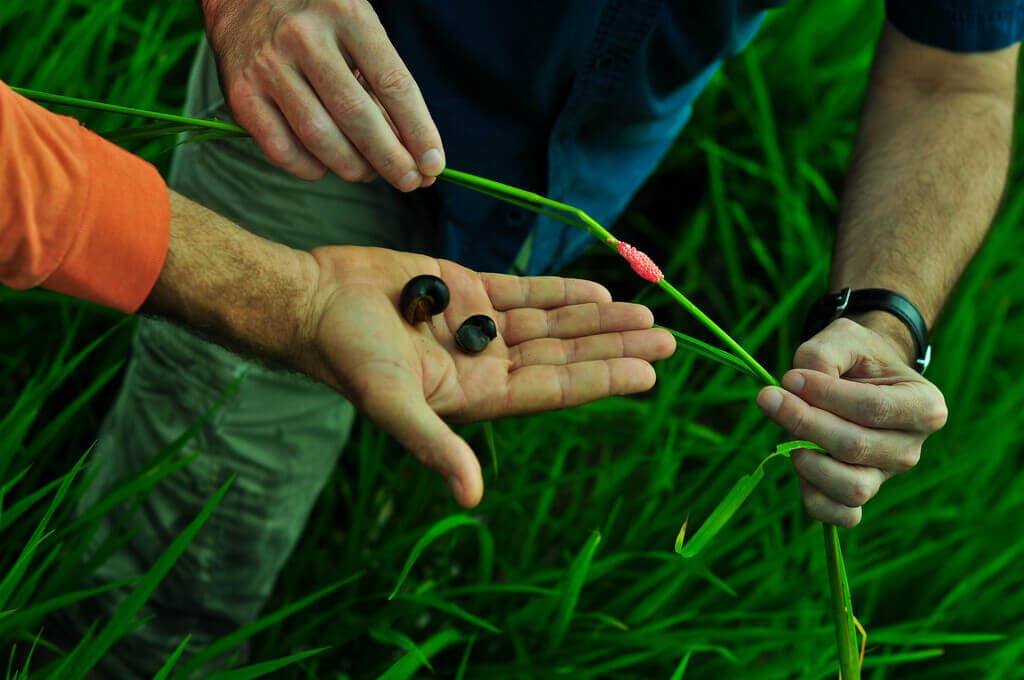 Kenya’s apple snail on course to halve wet-rice production in Africa