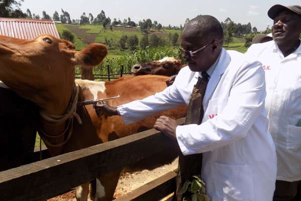 KALRO develops vaccine to fight deadly cattle disease