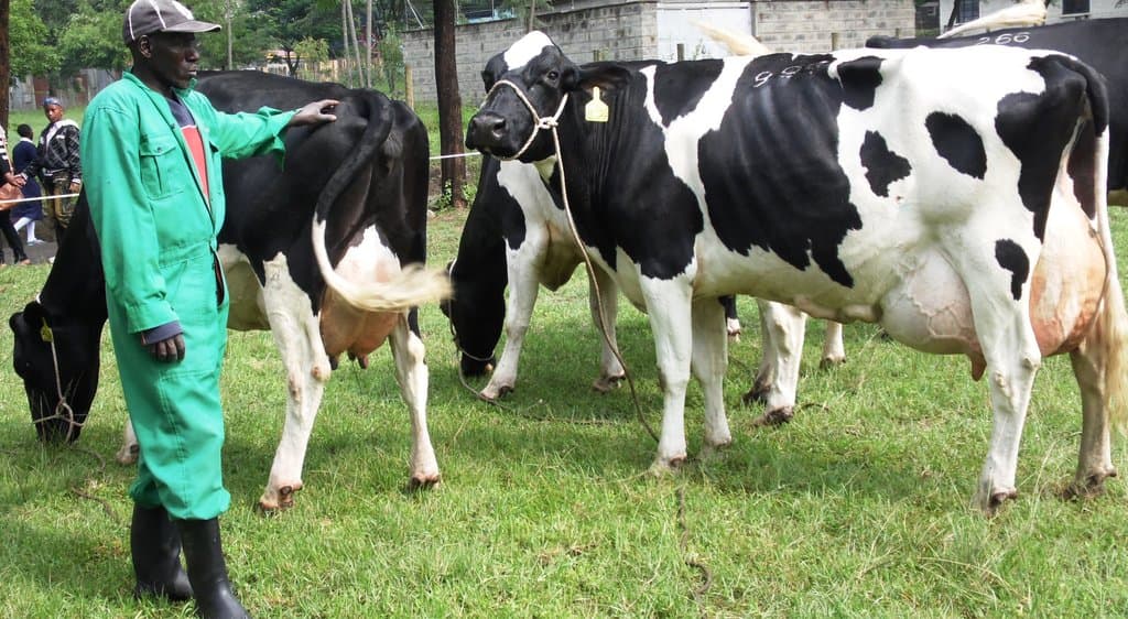 Feeding dairy cattle with yeast adds farmers three litres of milk
