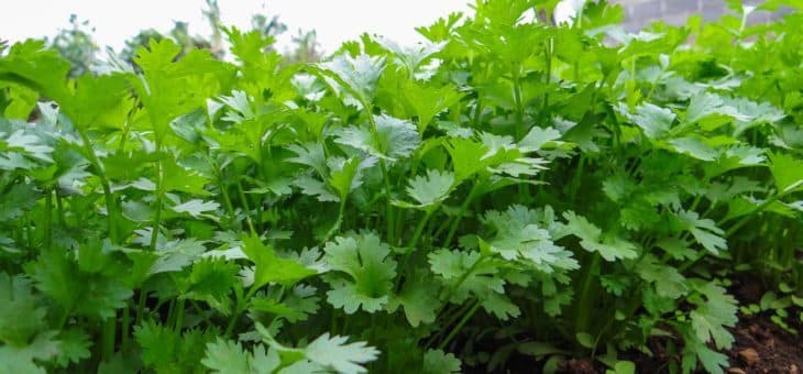 Coriander farmer ends non-payments by taking 75% upfront from brokers