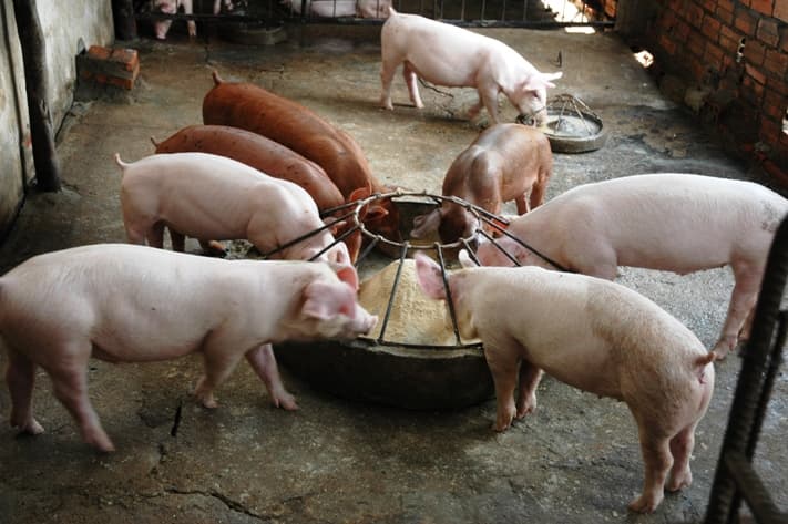 Farmer’s Choice offers constant pig market