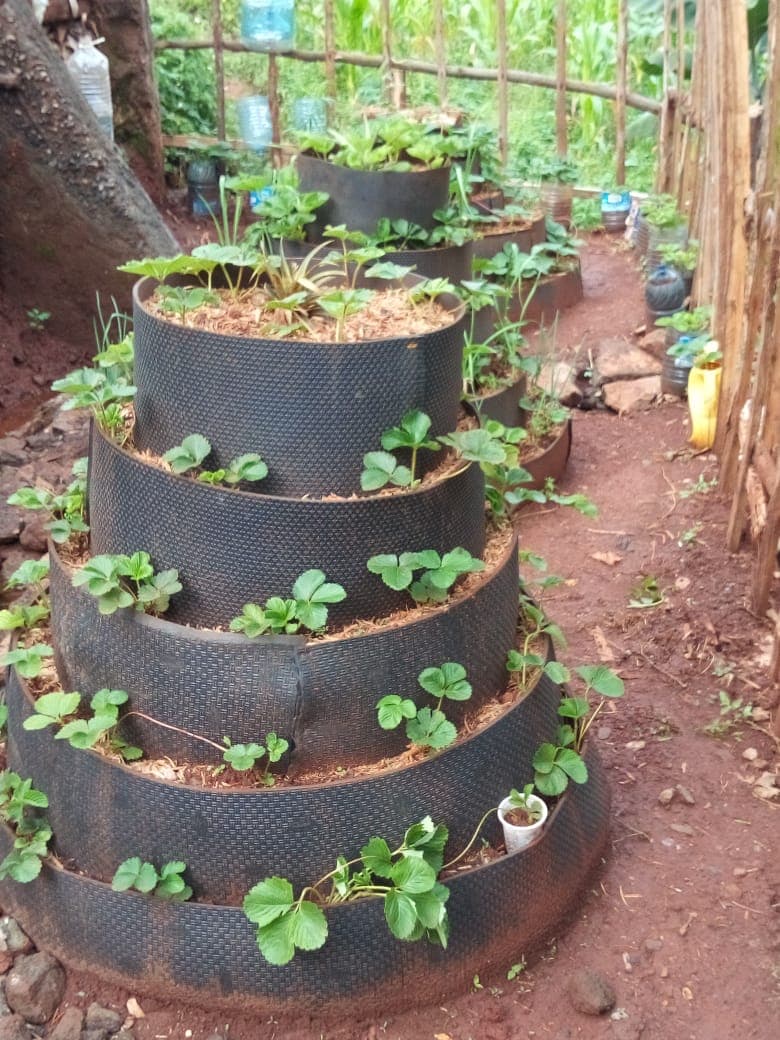 FarmBiz TV:Farmer deploys vertical farming to get pest-free vegetables for daughter’s medical needs.