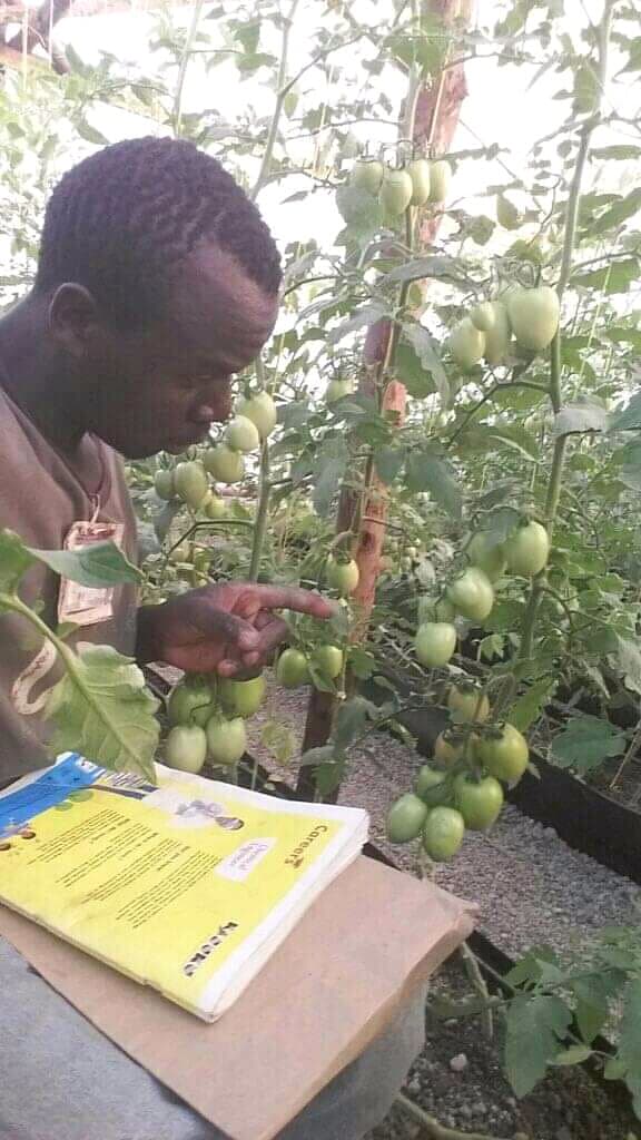 Hydroponic tomato farming offers Juja youth better income