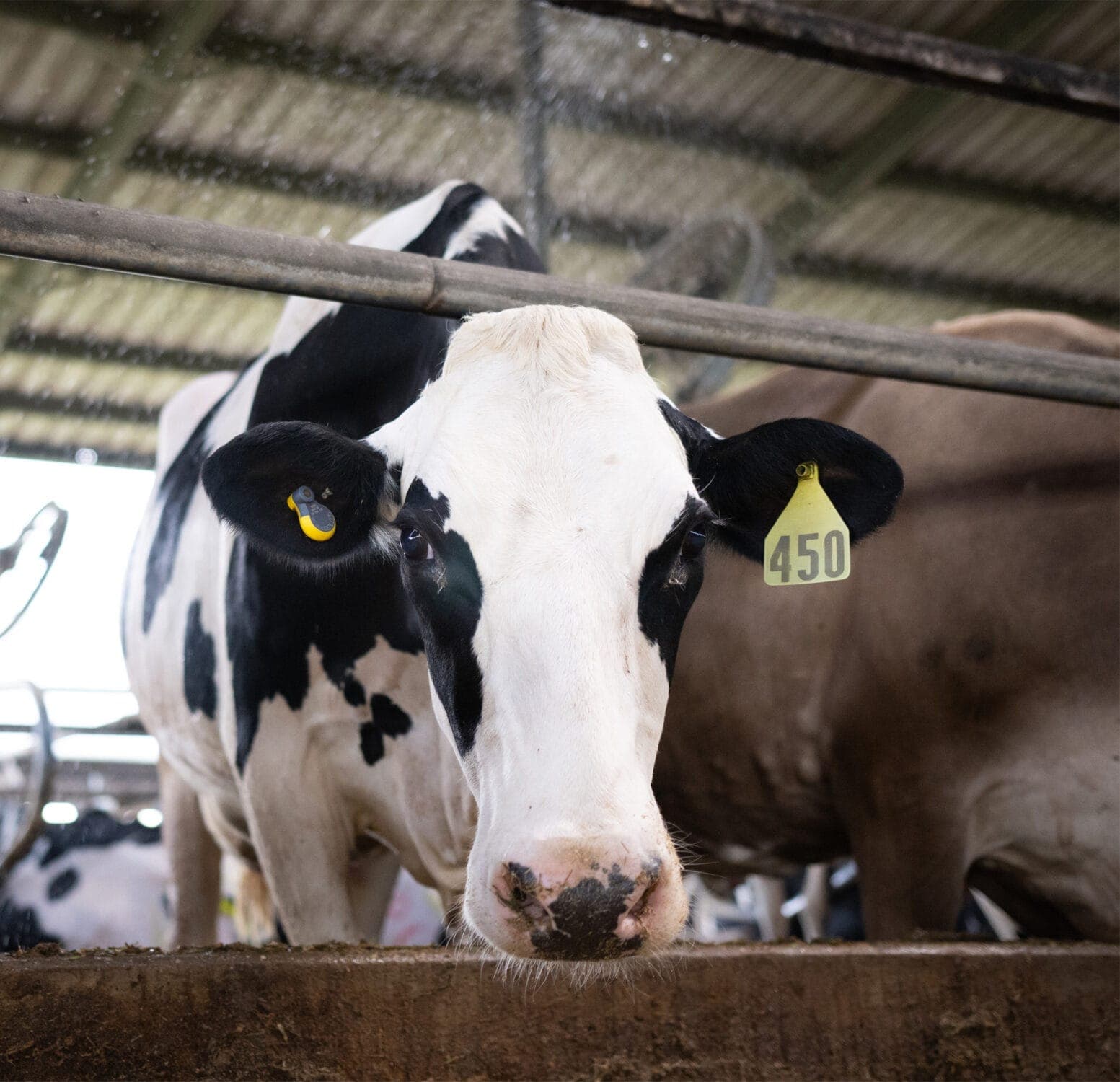 Livestock farmer stops calf and price losses with electronic ear tags