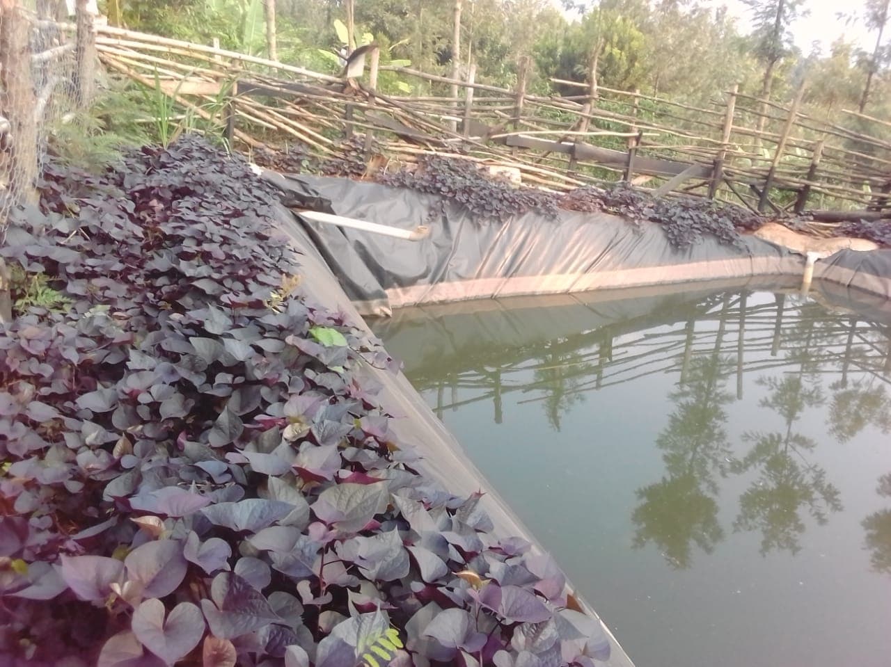 Water harvesting sets Nyeri vegetable farmer on the path to fish rearing