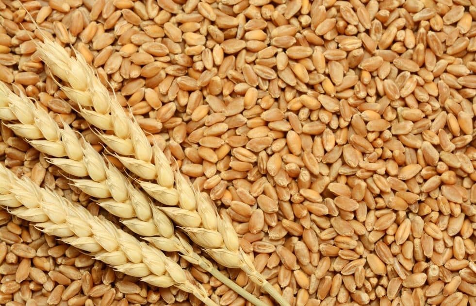 Government hikes wheat prices to Ksh 5,100 per bag