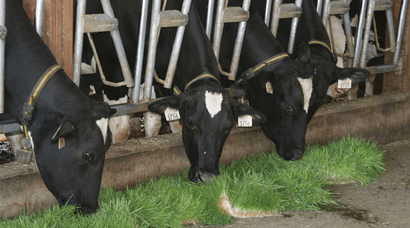 Five feeds to boost your cow’s fertility