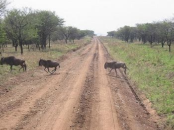 Tanzania Government Seeks Approval for Construction of Controversial 452-kilometer Serengeti Road