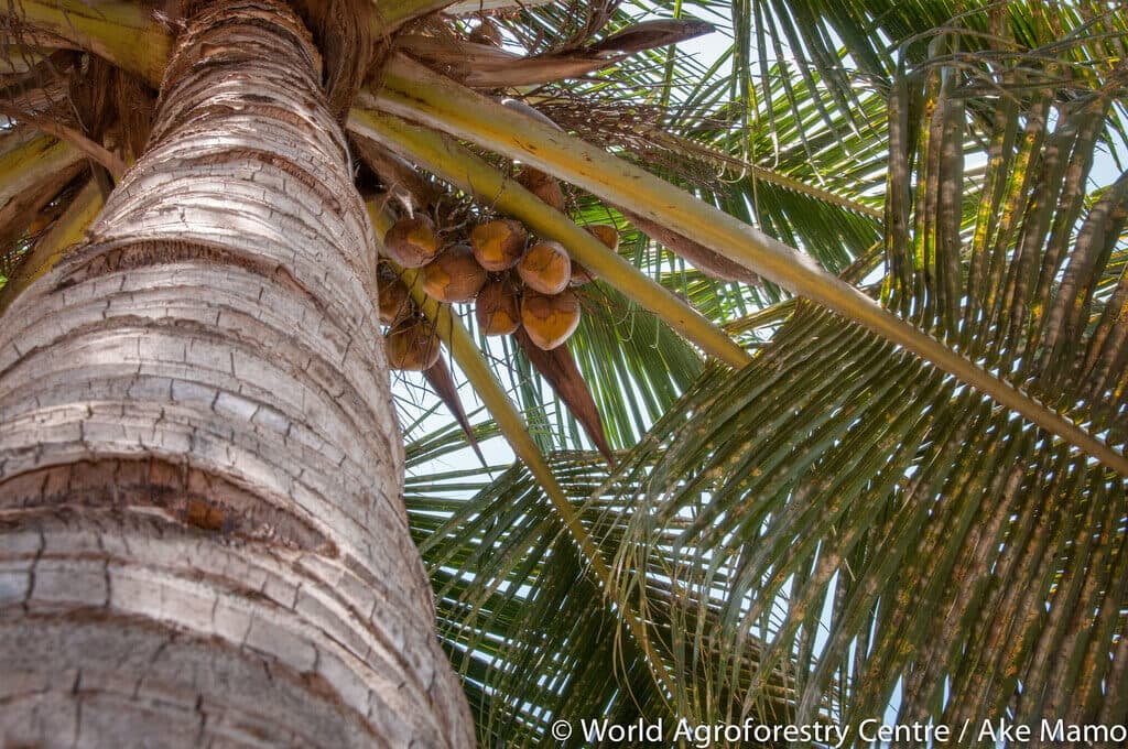 ‘Move-it’ business brings home income for trader shipping coconuts inland