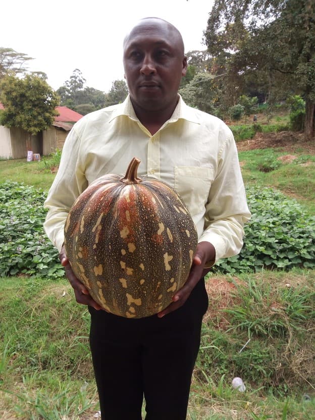 Pumpkin farmers solve overproduction problems by producing oil and flour