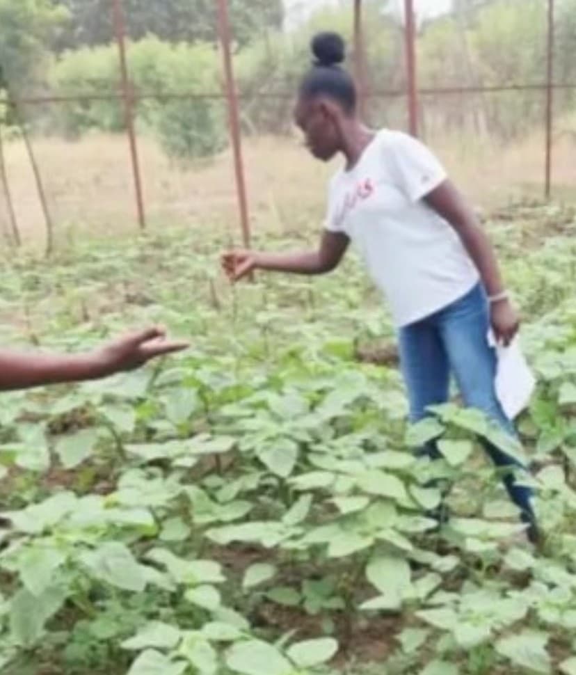 Bamburi farmer battles salty water’s repeated clogging of irrigation pipes