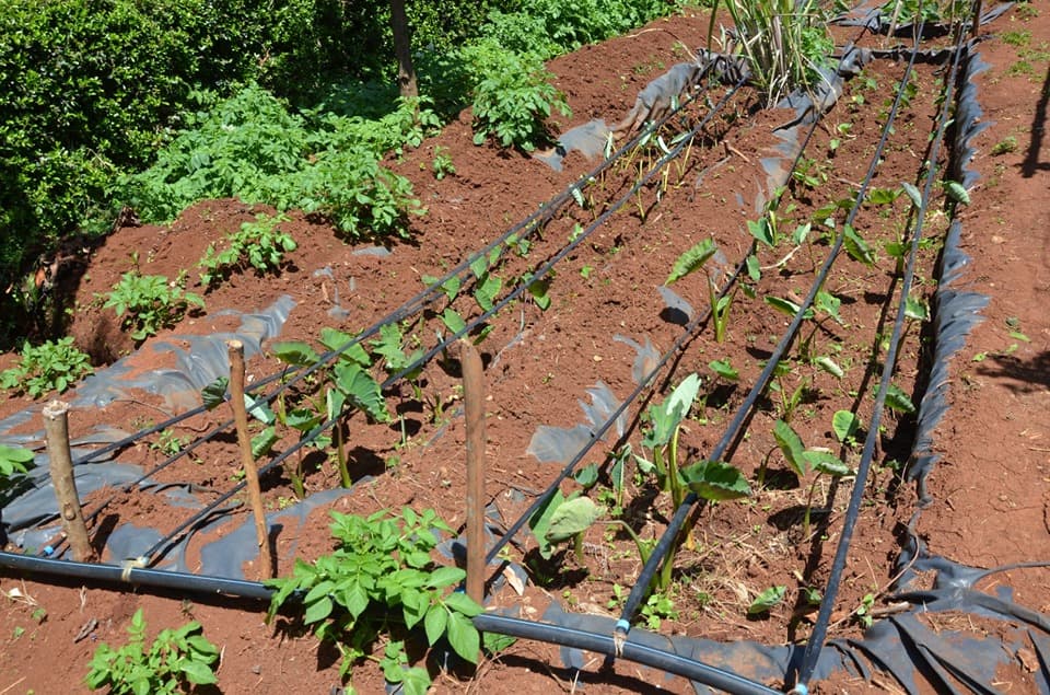 New technology enables farmers to practice upland arrowroot farming