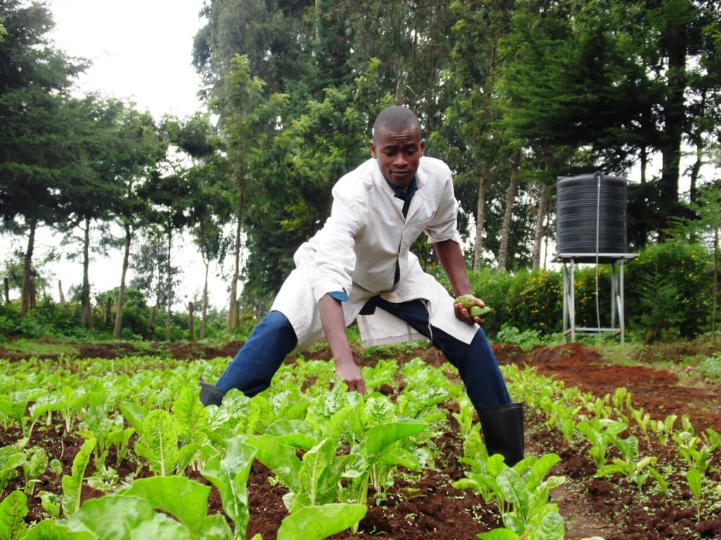 Farmer adopts irregular planting to spread cash-flow period