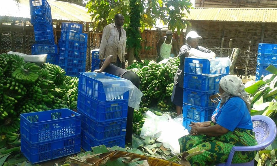 Kirinyaga farmers increase earnings threefold selling bananas as a group