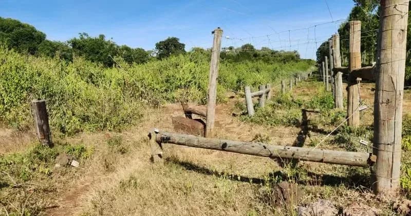 KFS seeks public views on proposed Londiani Forest airstrip