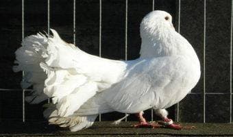 Farmer fetches thousands from humble doves and pigeons